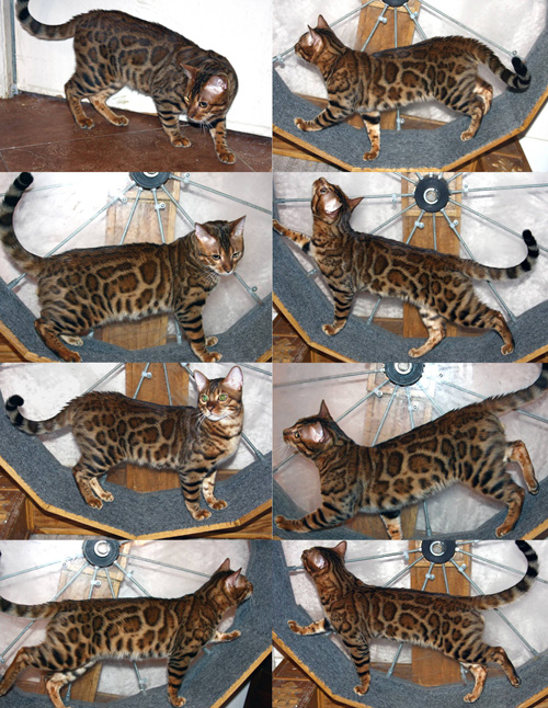 Bengal Kittens