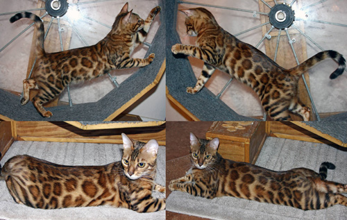 Bengal Kittens