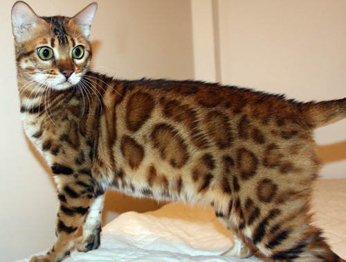 Bengal Cat Bengal Cat