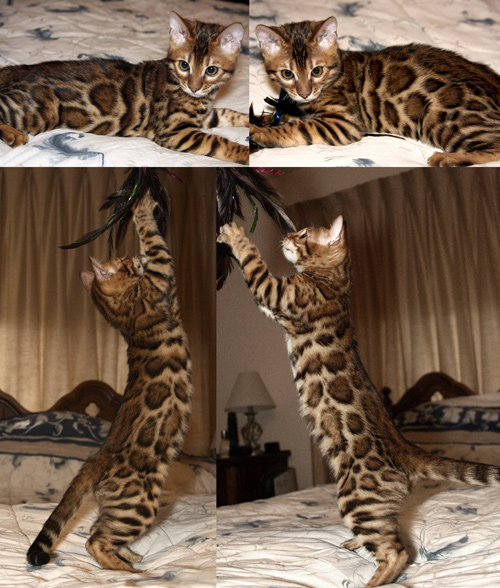 Bengal Cat