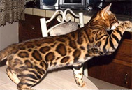 Bengal Cat