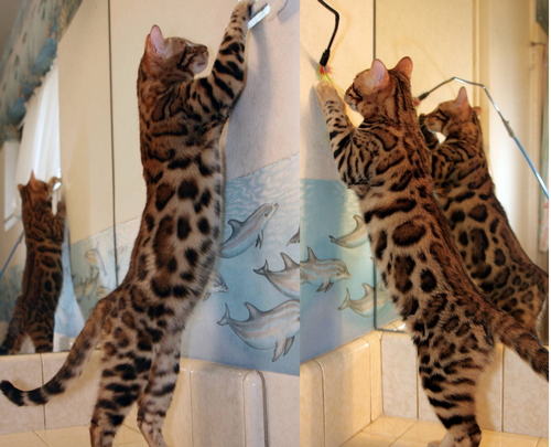 Bengal Kittens For Sale