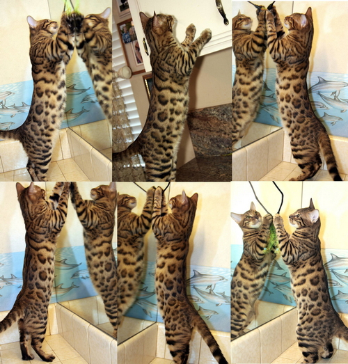 Rosetted Bengal Kittens