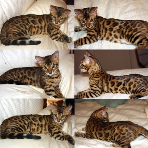 Bengal Kitten Pictures