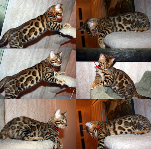 Bengal Kitten Summermist Bengals
