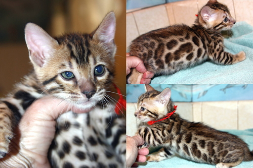 Bengal Kitten California
