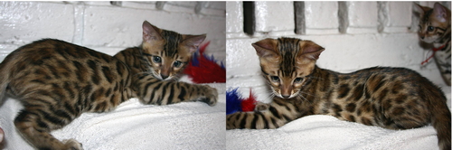 Bengal Kittens For Sale