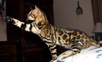 Bengal Cats - Bengal Kittens For Sale