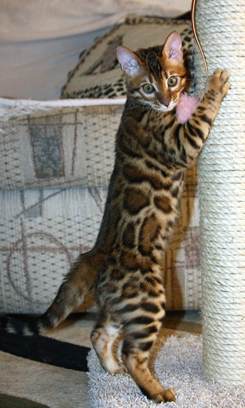 Bengal Cat