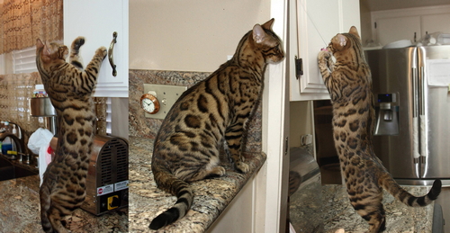 Bengal Cat Pictures - Bengal Cats For Sale