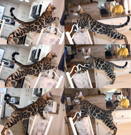 Bengal Cats For Sale Bengal Champion