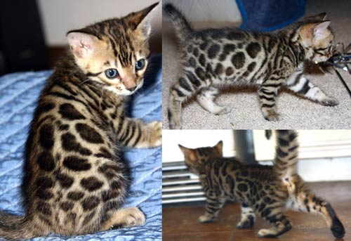 Summerist Bengals