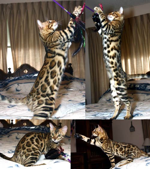 Summerist Bengals