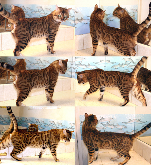 Bengal Cat Bengal Cat