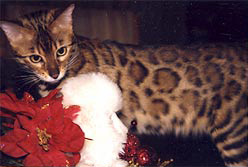 Summermist Bengal Cats