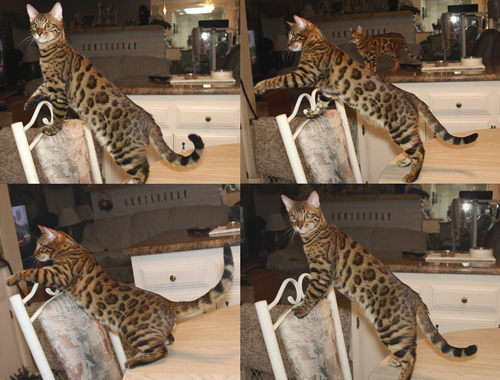 Rosetted Bengal Cats