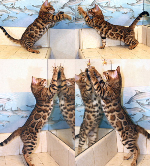 Bengal Cat