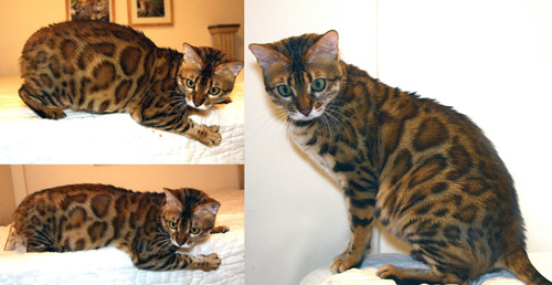 Bengal Cat Bengal Cat