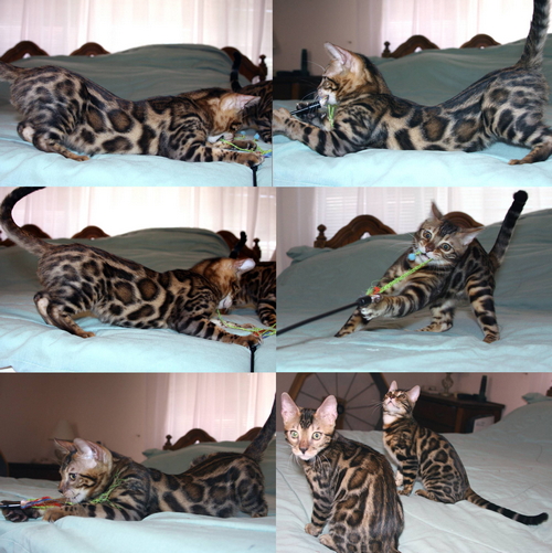 Bengal kittens for sale Bengal Kittens For Sale