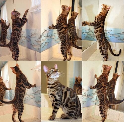 Bengal kittens for sale Bengal Kittens For Sale