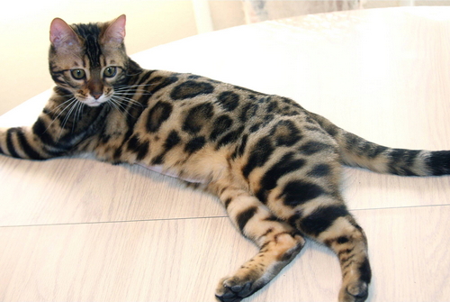 Bengal Cats For Sale Bengal Champion