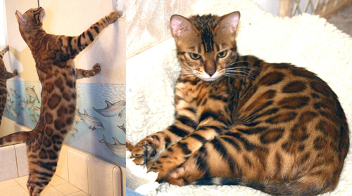 Bengal Kittens
