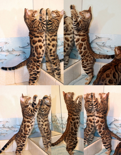 Bengal Cat - California Bengal Breeder, San Diego County Bengal Cats & Bengal Kittens