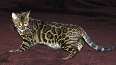 Summermist Bengals