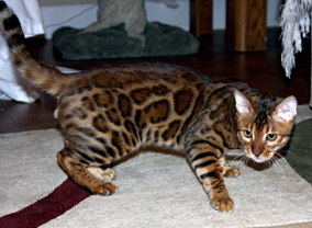 Summermist Bengals