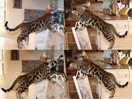 Bengal Cats - San Diego County Bengal Cat Breeder