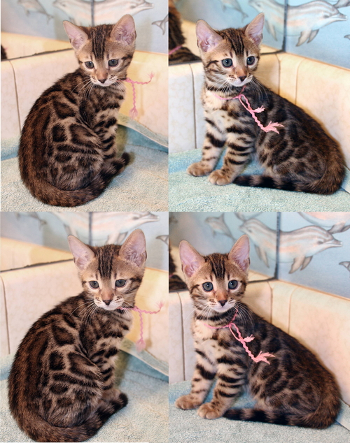 Bengal Cat