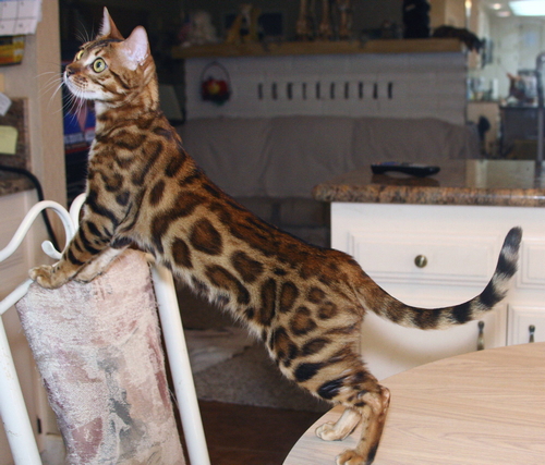 Bengal Cat Bengal Cat