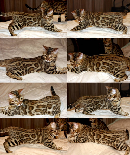 Bengal Kittens