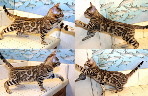 Bengal Kittens