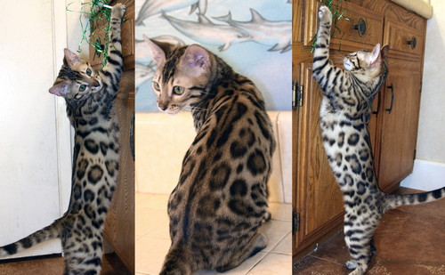 Bengal Kittens For Sale Bengal Champions