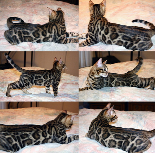 Bengal Cat