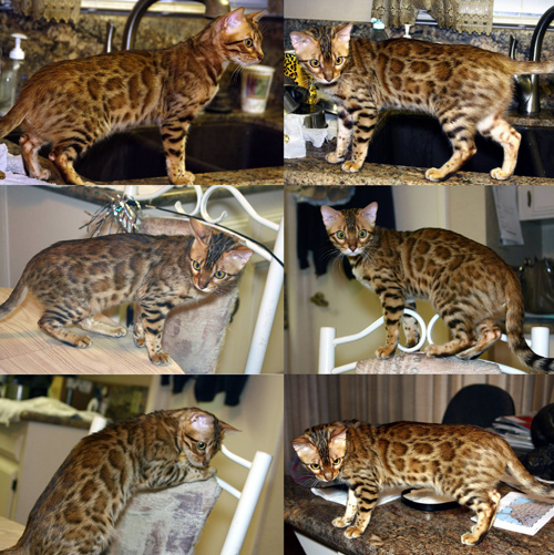 Bengal Kittens
