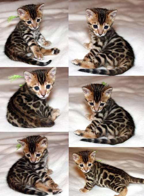 Bengal Cat Bengal Cat