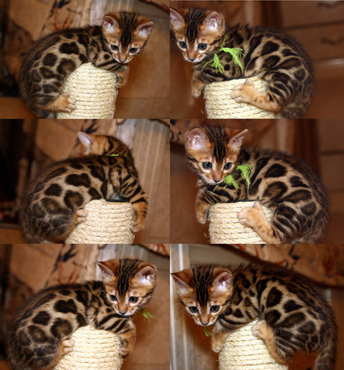 Bengal Cat Bengal Cat