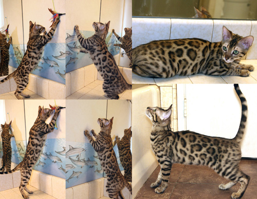Bengal Kittens For Sale Bengal Champions