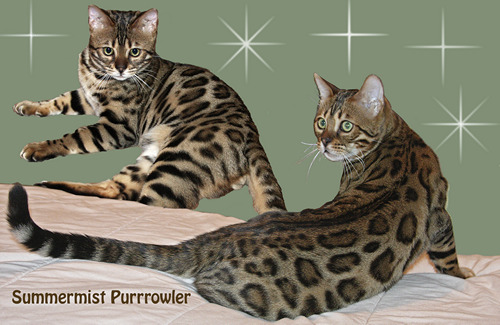 Bengal Kittens For Sale