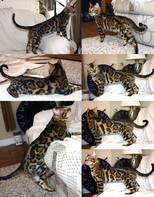Bengal kittens for sale Bengal Kittens For Sale