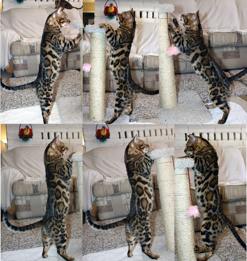 Bengal kittens for sale Bengal Kittens For Sale