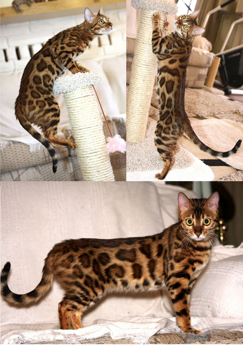 Bengal Cat Bengal Cat