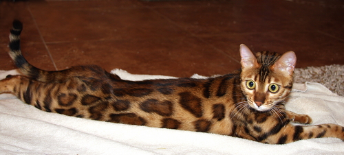 Bengal Cat Bengal Cat