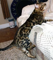 Summermist Bengals