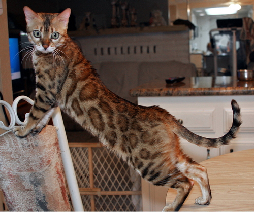 Bengal Cat Bengal Cat