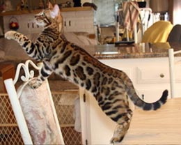 Summermist Bengals