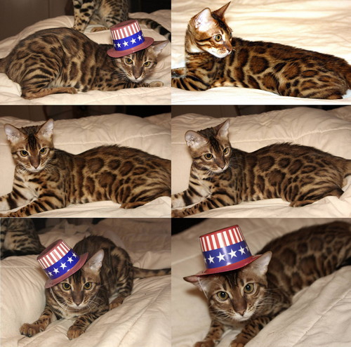Bengal Cat
