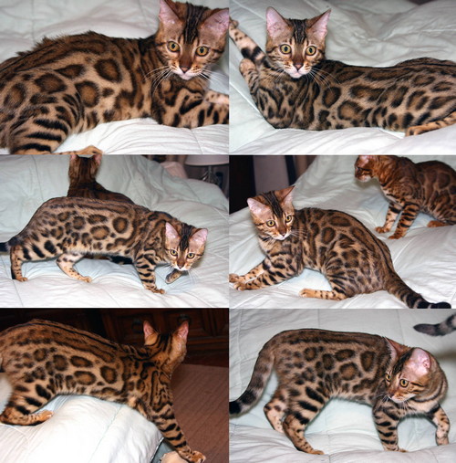 Bengal Kittens